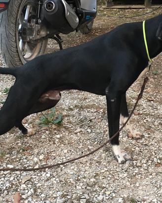 Pointer inglese nero