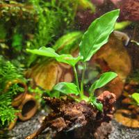 Anubias su legno naturale – già legate e affondate