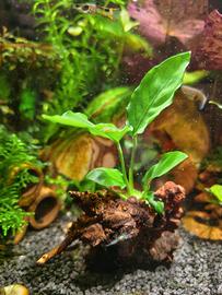 Anubias su legno naturale – già legate e affondate
