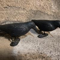 Corvi spaventa piccioni