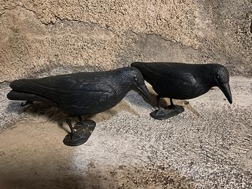 Corvi spaventa piccioni