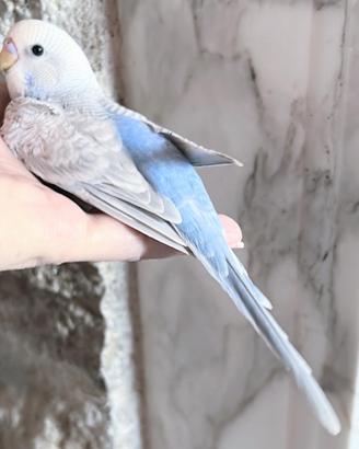 PAPPAGALLI