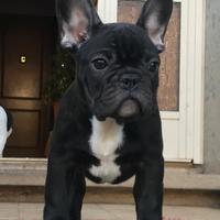 Bouledogue francese cuccioli