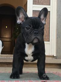Bouledogue francese cuccioli