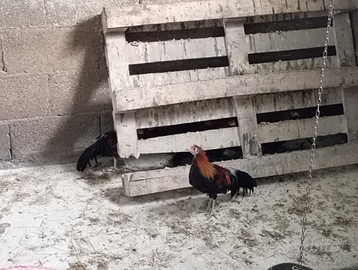 Galletti Phoenix onagadori