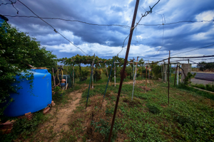 Vigneto+terreno agricolo con casa,pozzo