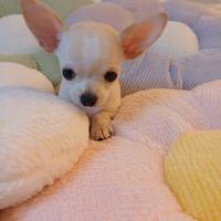 Chihuahua maschio crema