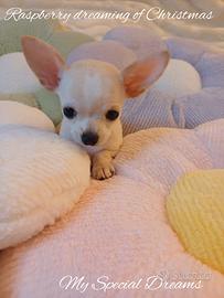 Chihuahua maschio crema