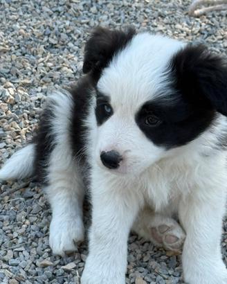 Border Collie