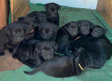 Cuccioli di Labrador