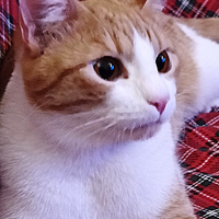 Roby micio biancorosso di 7 mesi