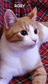 Roby micio biancorosso di 7 mesi