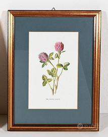 Quadro vintage di F.E. Hulme - Trifoglio Rosso