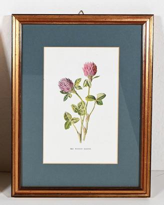 Quadro vintage di F.E. Hulme - Trifoglio Rosso