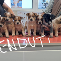 Australian cattle dog