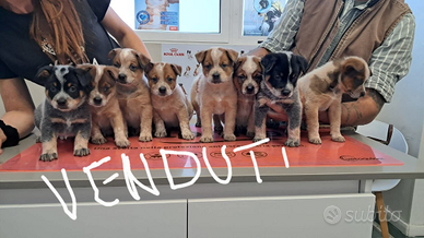 Australian cattle dog