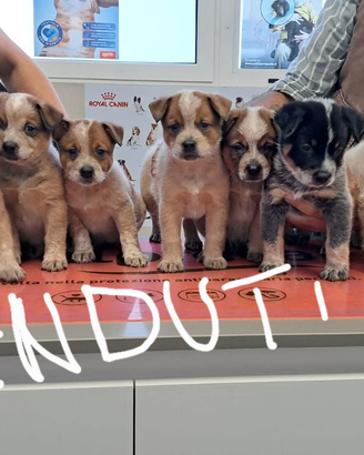 Australian cattle dog