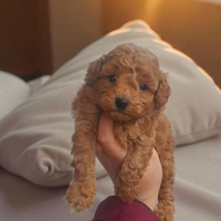 Barboncino Toy e nani