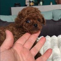 Barboncini mini toy linea asiatica