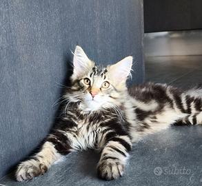 Gatto norvegese delle foreste