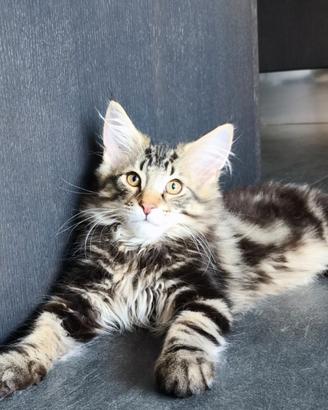 Gatto norvegese delle foreste