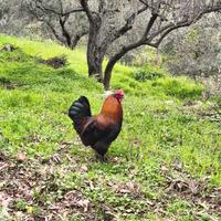 Olive egger
