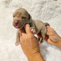 Pitbull Terrier Blu e Silver