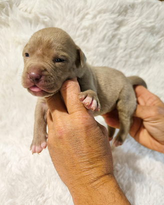 Pitbull Terrier Blu e Silver