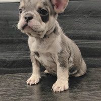 Bulldog francese blu merle