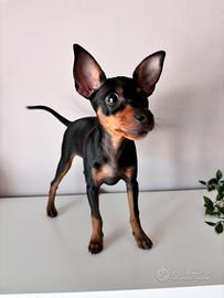 Cuccioli di pinscher toy