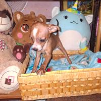 Incrocio tra pincher e chihuahua toy