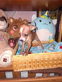 Incrocio tra pincher e chihuahua toy