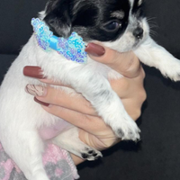 Chihuahua miny toy