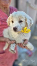 Cucciola in adozione