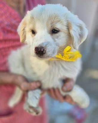 Cucciola in adozione