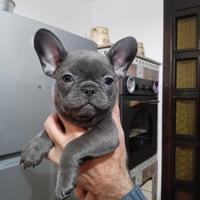 Bulldog francese esotico