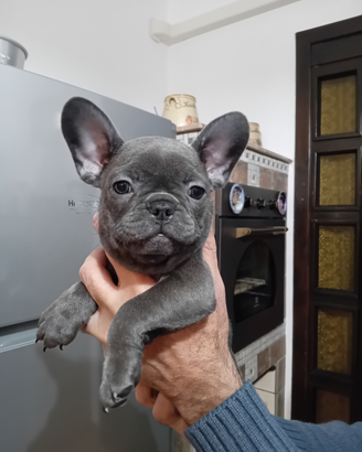 Bulldog francese esotico