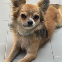 Chihuahua maschio
