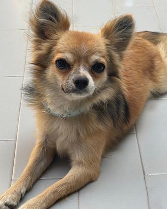 Chihuahua maschio