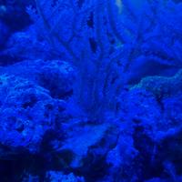 Gorgonia corallo molle per Acquario Marino