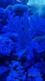 Gorgonia corallo molle per Acquario Marino