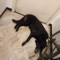 Pastore italiano da vendere