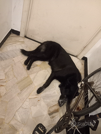 Pastore italiano da vendere