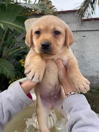 Cuccioli di Labrador retriever con Pedigree Enci