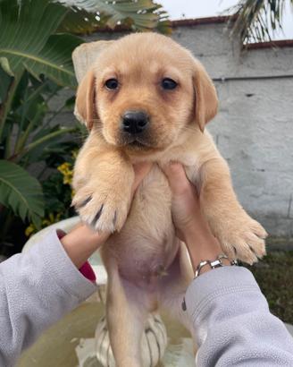 Cuccioli di Labrador retriever con Pedigree Enci
