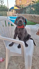 Cucciolo Cane Corso