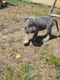 Pitbull tricolor e blue nose
