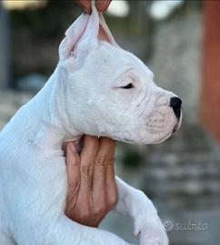 Dogo argentino cuccioli
