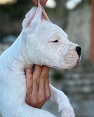 Dogo argentino cuccioli