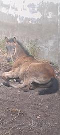 Cavallo/puledro s fratellano